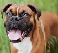 दुनिया के 10 सबसे खतरनाक कुत्ते, most dangerous dogs in the world