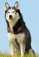दुनिया के 10 सबसे खतरनाक कुत्ते, most dangerous dogs in the world