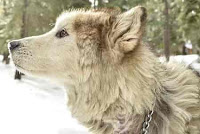 दुनिया के 10 सबसे खतरनाक कुत्ते, most dangerous dogs in the world