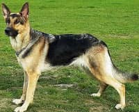 दुनिया के 10 सबसे खतरनाक कुत्ते, most dangerous dogs in the world