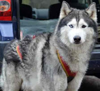 दुनिया के 10 सबसे खतरनाक कुत्ते, most dangerous dogs in the world
