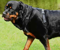 दुनिया के 10 सबसे खतरनाक कुत्ते, most dangerous dogs in the world