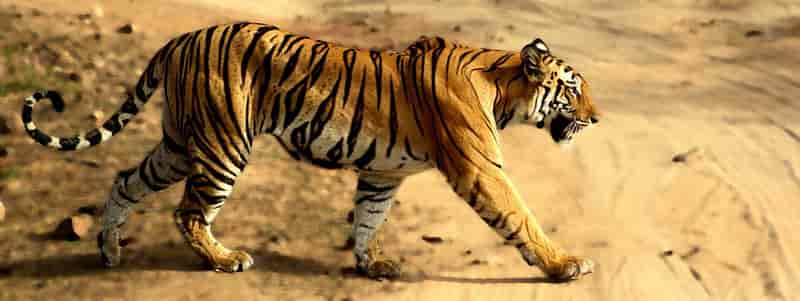 भारत के राष्ट्रीय उद्यान के नाम | भारत के Top 7 नेशनल पार्क 1 भारत के प्रसिद्ध नेशनल पार्क | Top 7 National Parks of India