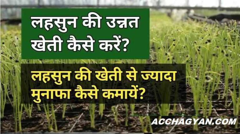 lahsun-ki-kheti-kaise-kare-